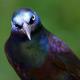 Grackle's Avatar